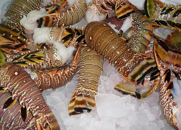 Lobster