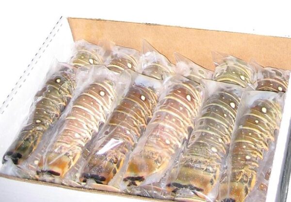 Lobster - Image 3