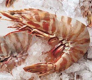 Shrimp/Prawns