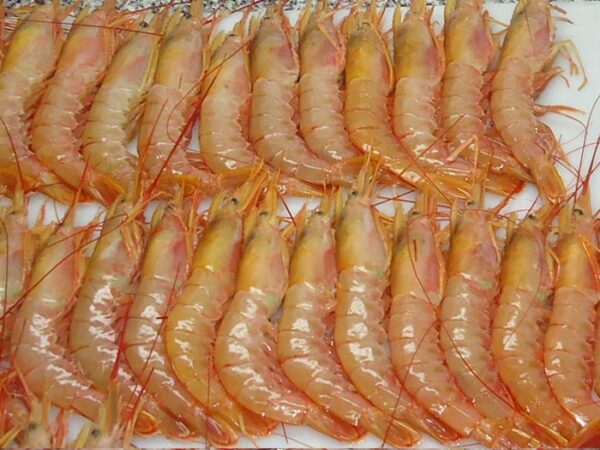 Shrimp/Prawns - Image 3